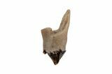 Juvenile Didelphodon Tooth - Cretaceous Marsupial Mammal #219179-1